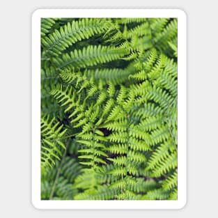 Ferns Magnet